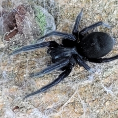 Badumna insignis at Birdwood, SA - 18 Apr 2023 07:08 AM