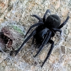 Badumna insignis at Birdwood, SA - 18 Apr 2023