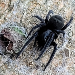 Badumna insignis at Birdwood, SA - 18 Apr 2023