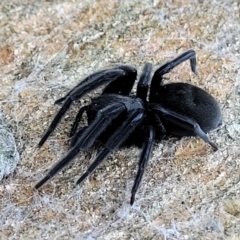 Badumna insignis at Birdwood, SA - 18 Apr 2023