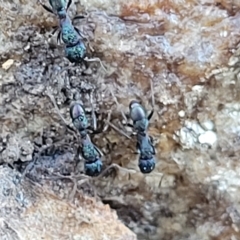 Unidentified Ant (Hymenoptera, Formicidae) at Birdwood, SA - 17 Apr 2023 by trevorpreston