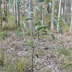 Acacia falcata (Hickory Wattle) at Triplarina Nature Reserve - 17 Apr 2023 by plants