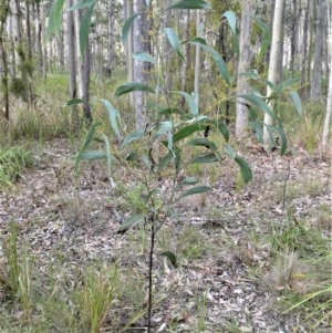 Acacia falcata at South Nowra, NSW - 17 Apr 2023