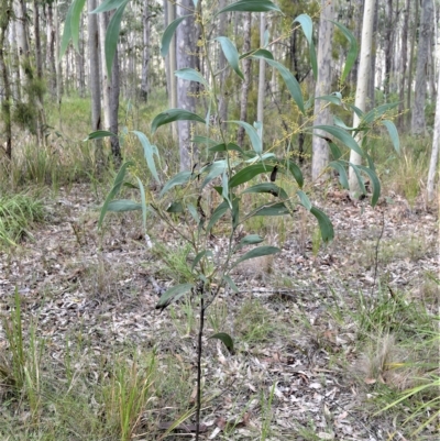 Acacia falcata (Hickory Wattle) at Triplarina Nature Reserve - 17 Apr 2023 by plants