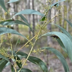 Acacia falcata at South Nowra, NSW - 17 Apr 2023