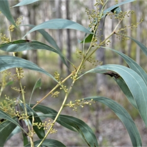 Acacia falcata at South Nowra, NSW - 17 Apr 2023