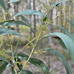 Acacia falcata at South Nowra, NSW - 17 Apr 2023 11:18 PM
