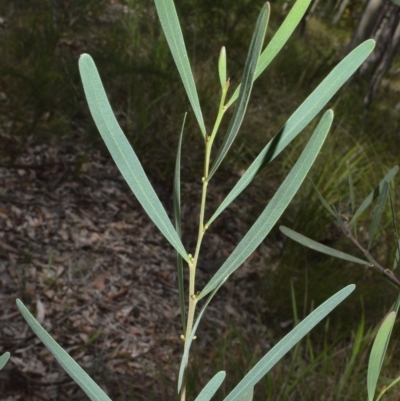 Acacia stricta (Straight Wattle) at South Nowra, NSW - 17 Apr 2023 by plants