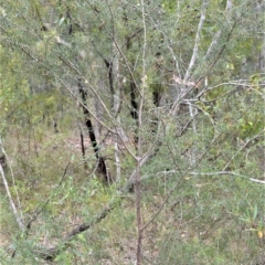Acacia ulicifolia (Prickly Moses) at Mundamia, NSW - 17 Apr 2023 by plants