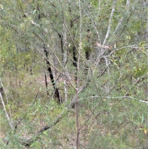 Acacia ulicifolia at Mundamia, NSW - 17 Apr 2023