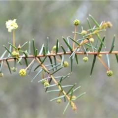 Acacia ulicifolia at Mundamia, NSW - 17 Apr 2023 11:31 PM