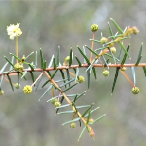 Acacia ulicifolia at Mundamia, NSW - 17 Apr 2023