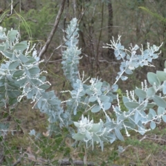 Acacia podalyriifolia (Queensland Silver Wattle) at Morton National Park - 17 Apr 2023 by plants