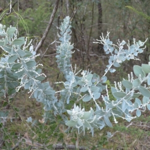 Acacia podalyriifolia at Touga, NSW - 17 Apr 2023