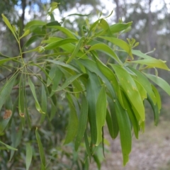 Acacia implexa (Hickory Wattle, Lightwood) at West Nowra, NSW - 17 Apr 2023 by plants