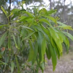 Acacia implexa at West Nowra, NSW - 17 Apr 2023 11:36 PM