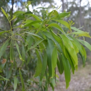 Acacia implexa at West Nowra, NSW - 17 Apr 2023
