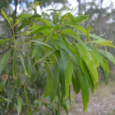 Acacia implexa (Hickory Wattle, Lightwood) at Triplarina Nature Reserve - 17 Apr 2023 by plants