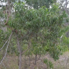 Acacia implexa at West Nowra, NSW - 17 Apr 2023