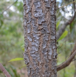 Acacia implexa at West Nowra, NSW - 17 Apr 2023