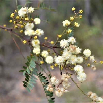 Acacia terminalis (Sunshine Wattle) at West Nowra, NSW - 17 Apr 2023 by plants