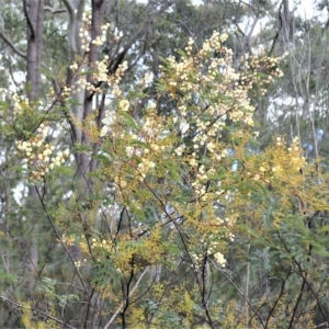 Acacia terminalis at West Nowra, NSW - 17 Apr 2023