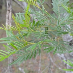 Acacia filicifolia at Triplarina Nature Reserve - 17 Apr 2023 by plants