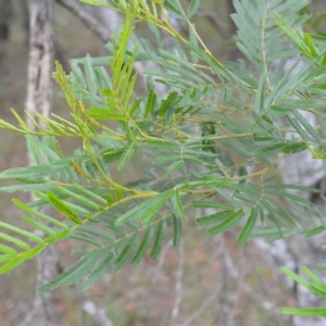 Acacia filicifolia at West Nowra, NSW - 17 Apr 2023 11:40 PM