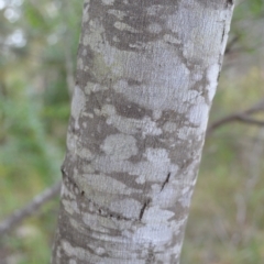 Acacia filicifolia at West Nowra, NSW - 17 Apr 2023 11:40 PM