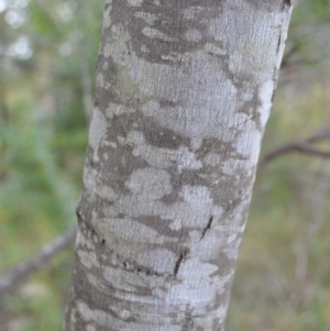 Acacia filicifolia at West Nowra, NSW - 17 Apr 2023