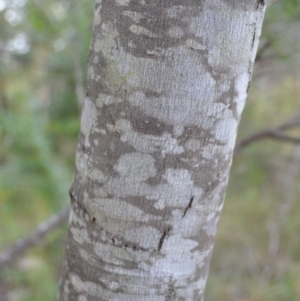 Acacia filicifolia at West Nowra, NSW - 17 Apr 2023 11:40 PM