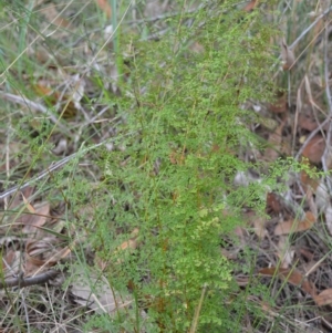 Lindsaea microphylla at Mundamia, NSW - 17 Apr 2023