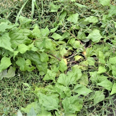 Tetragonia tetragonoides (Native Spinach, New Zealand Spinach) at Mundamia, NSW - 17 Apr 2023 by plants