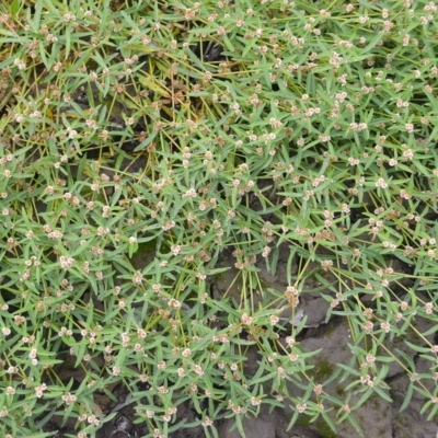Alternanthera denticulata (Lesser Joyweed) at Mundamia, NSW - 17 Apr 2023 by plants