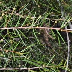 Acacia brownii (Heath Wattle) at Triplarina Nature Reserve - 18 Apr 2023 by plants