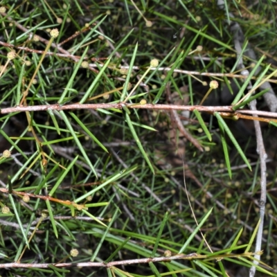 Acacia brownii (Heath Wattle) at West Nowra, NSW - 17 Apr 2023 by plants