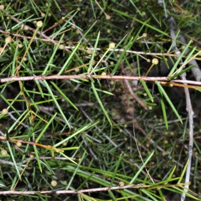 Acacia brownii (Heath Wattle) at Triplarina Nature Reserve - 17 Apr 2023 by plants