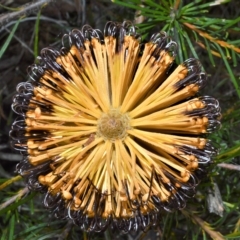 Banksia spinulosa (Hairpin Banksia) at Triplarina Nature Reserve - 17 Apr 2023 by plants