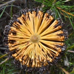 Banksia spinulosa (Hairpin Banksia) at Triplarina Nature Reserve - 18 Apr 2023 by plants