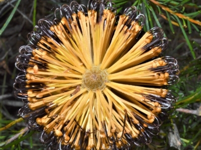 Banksia spinulosa (Hairpin Banksia) at West Nowra, NSW - 17 Apr 2023 by plants