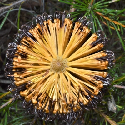 Banksia spinulosa (Hairpin Banksia) at Triplarina Nature Reserve - 18 Apr 2023 by plants