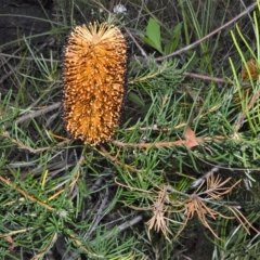 Banksia spinulosa at West Nowra, NSW - 18 Apr 2023