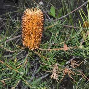 Banksia spinulosa at West Nowra, NSW - 18 Apr 2023