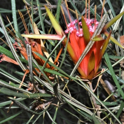 Lambertia formosa (Mountain Devil) at Triplarina Nature Reserve - 18 Apr 2023 by plants