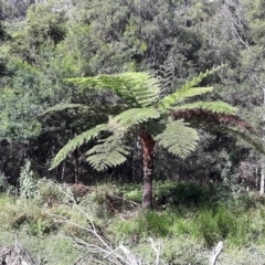 Cyathea cooperi (Straw Treefern) at Mundamia, NSW - 17 Apr 2023 by plants