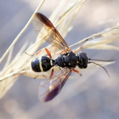 Taeniogonalos sp. (genus) (A hyperparasitic wasp) at Aranda Bushland - 17 Apr 2023 by CathB