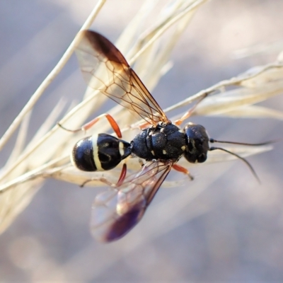 Taeniogonalos sp. (genus) (A hyperparasitic wasp) at Aranda, ACT - 17 Apr 2023 by CathB