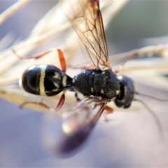 Taeniogonalos sp. (genus) at Aranda, ACT - 17 Apr 2023