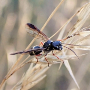 Taeniogonalos sp. (genus) at Aranda, ACT - 17 Apr 2023