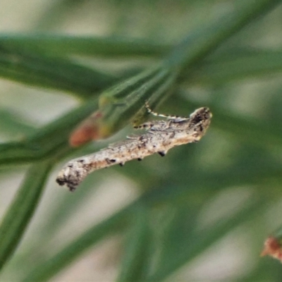 Epermenia exilis (Shark Moth (family Epermeniidae)) at Aranda Bushland - 17 Apr 2023 by CathB